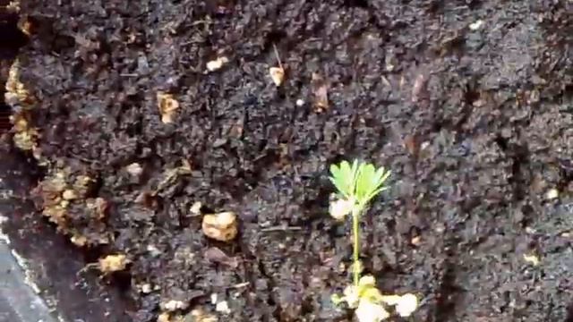 mimosa pudica смотреть онлайн