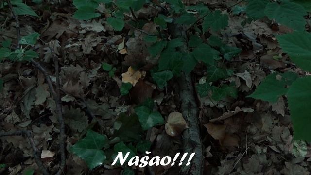 Gljiva Lisičarka - Lat. Cantharellus Cibarius смотреть онлайн