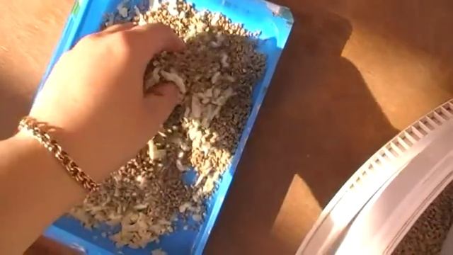 ЦЫПЛЯТА содержание и кормление в первые дни // часть 3 смотреть онлайн