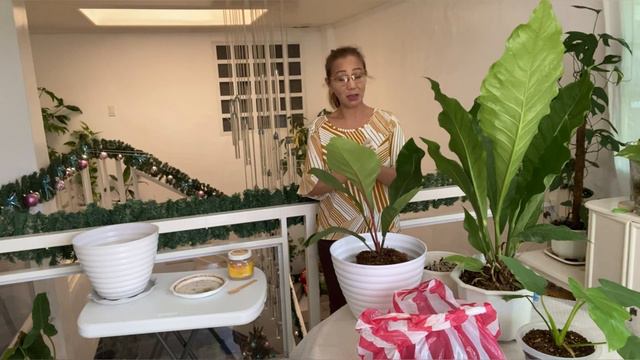 FOLIAGE ANTHURIUM REPOTTING AND CARE GUIDE смотреть онлайн