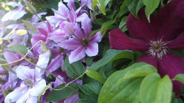 My beautiful clematis 'Piilu' смотреть онлайн