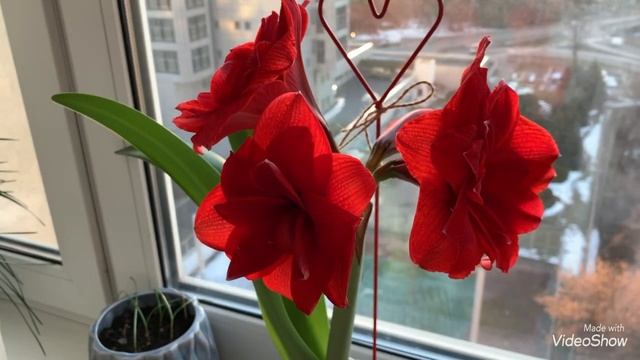 Гиппеаструм Дабл Драгон/Hippeastrum Double Dragon. 1-я стрела, 3-й бутон. смотреть онлайн
