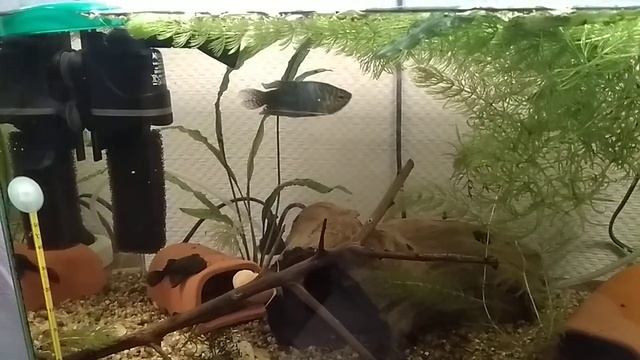 Освещение в аквариуме. Бюджетное освещение в аквариуме. смотреть онлайн