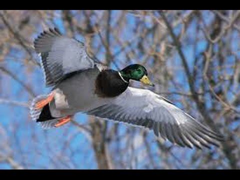 Охота на утку и вальдшнепа 2016