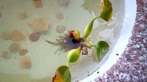 ФОНТАН из ВАННЫ своими руками ЛЕГКО I DIY