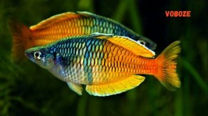 Радужница Боэсмана. Содержание в аквариуме, разведение, совместимость
