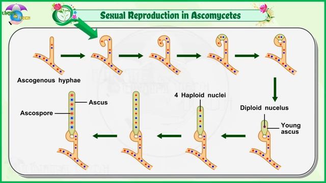 11th Std | Bio-Botany | 1.5.4 | Classification of Fungi | Ascomycetes | Complete English смотреть онлайн