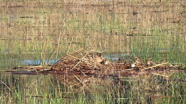Хозяин вернулся. Ноябрь 2018. смотреть онлайн