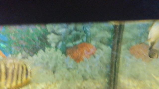 Акара VS Акара