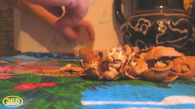 Как можно колоть грецкие орехи без всяких приспособлений! Нужны только руки