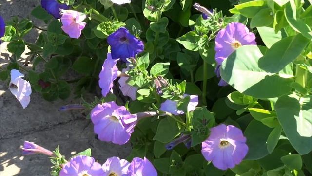 Сергей Грищук For the soul смотреть онлайн