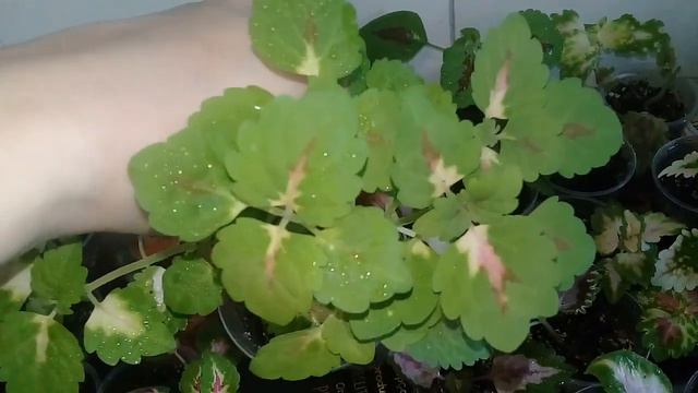 Мои комнатные цветы.Обзор колеусов.Март 2020.🌸🌷🌼🌻🌻🌺🍁🍂🍁🍁🍁🍁 смотреть онлайн