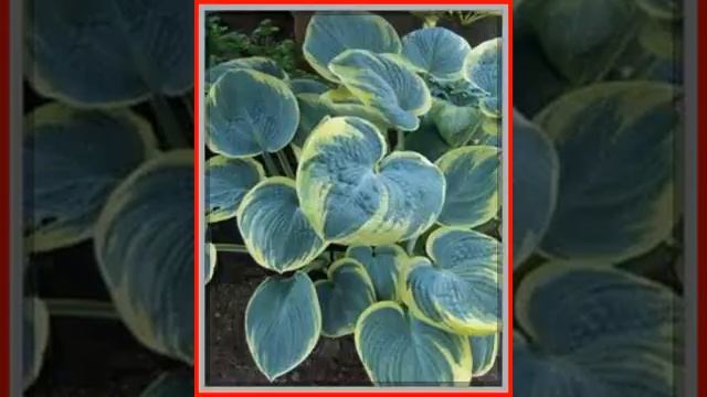 Hosta ogrodowa Sugar Daddy 6520 смотреть онлайн