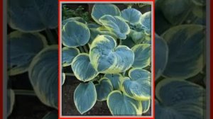 Hosta ogrodowa Sugar Daddy 6520