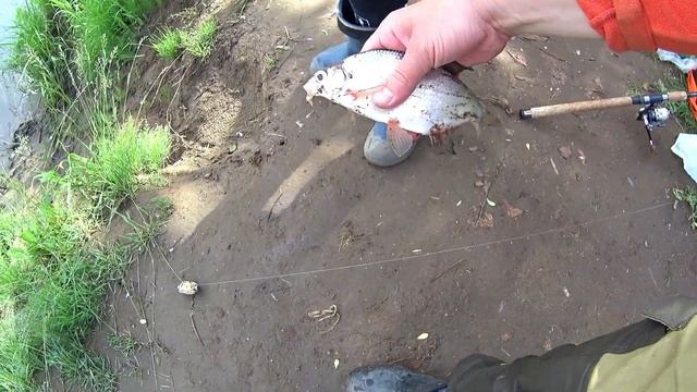 Ловля Леща на Донки.Летняя рыбалка на Леща.Монтаж на Леща.Ловля Берша и Судака на тюльку.Лето2022