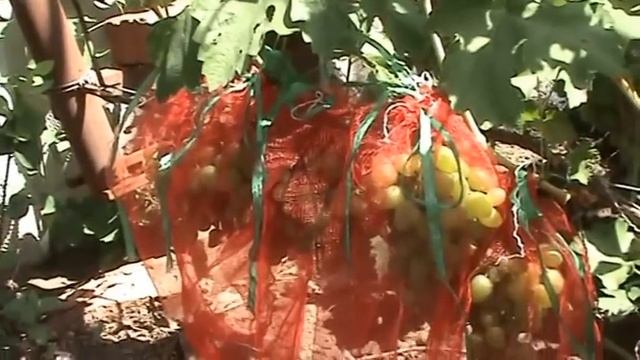 Виноград Защита ягод от ос и птиц смотреть онлайн