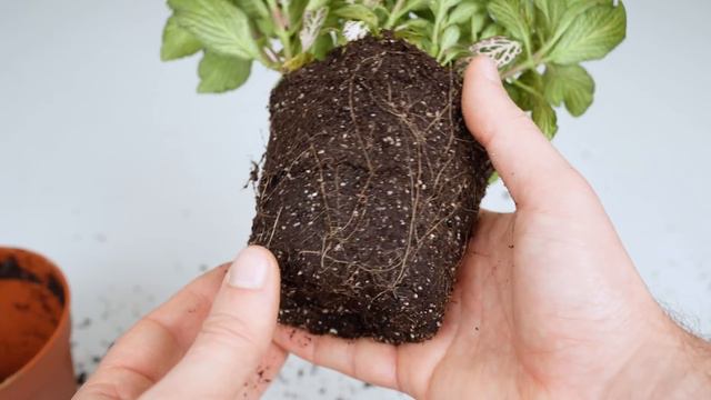 If I Was Starting With Plants in 2024, I'd Do This смотреть онлайн