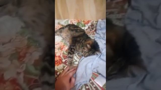 Кот Матроскин смотреть онлайн