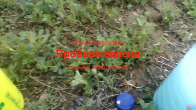 Грецкий орех. Опрыскивание медным купоросом 1% смотреть онлайн