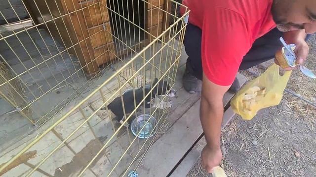 Спасённая нами собачка первый раз пробует лакомство/Раздаём вкусняшки собачкам от Надежды/ смотреть онлайн