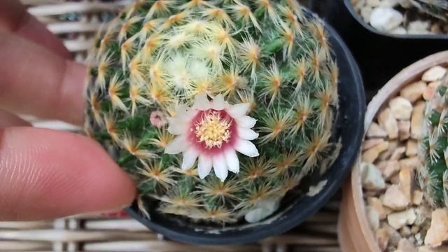 วิธีเลี้ยงแคคตัสแมมขนนกเหลืองยังไงให้มีดอกชมทุกวัน? (Mammillaria Schiedeana)