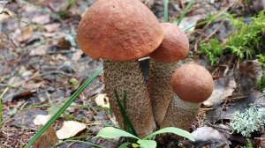 "Жизнь на пенсии".. Сходили в лес с Людмилой и очень удачно 🍄👍.