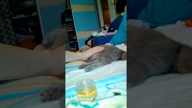 первые признаки начала родов у кошки смотреть онлайн