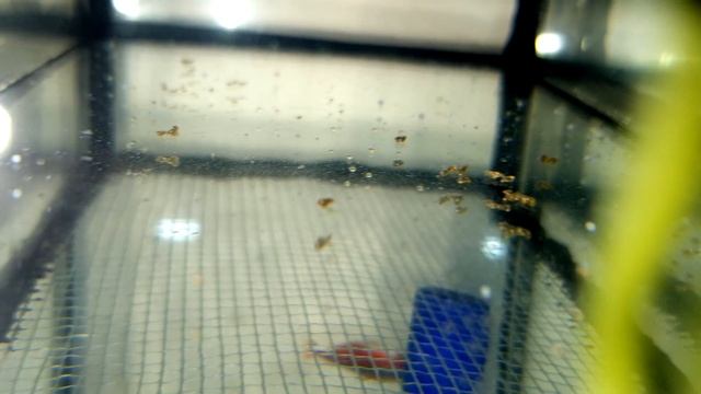 Да есть же! Красный Неон рассыпал икру смотреть онлайн