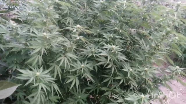 Outdoor 3