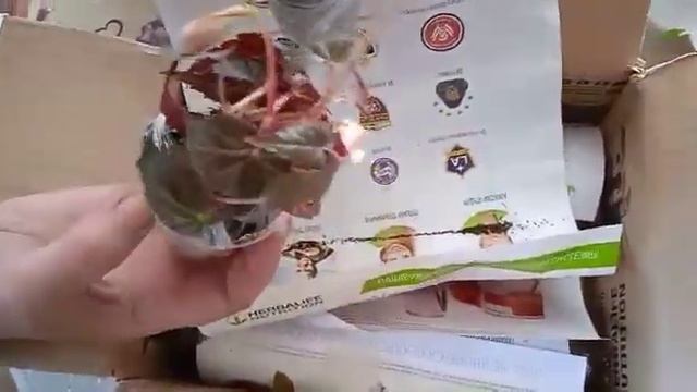Бегонии из Абакана,посылка. смотреть онлайн