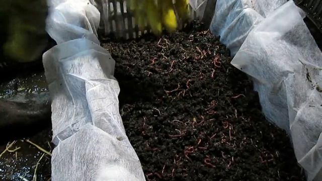 Червь "Старатель". 1000000 "Старателей" за зиму в подвале 10. смотреть онлайн