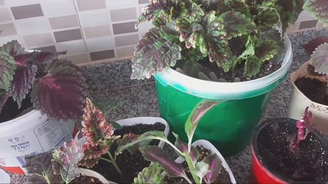 İresine ÇİÇEĞİ Bakımı, Çingene Şalvarı Çoğaltm Yaprak Güzeli смотреть онлайн