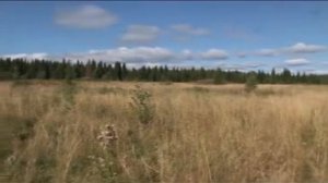 ПРО ВЛАДИМИРА И ПИТИРИМА (2013)