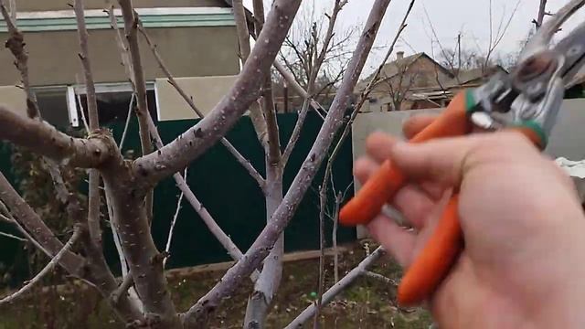 Как обрезать черешню? и как я её обрезал смотреть онлайн