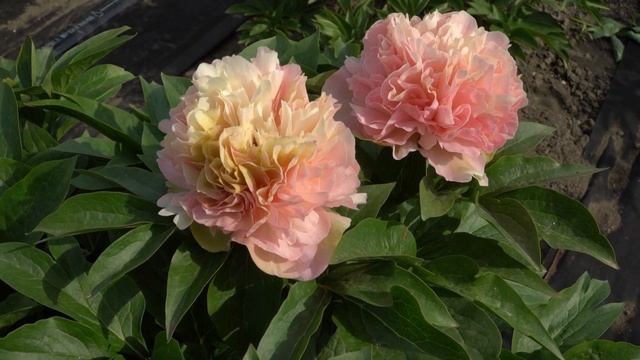 Пион Lois Choice. Май 2018