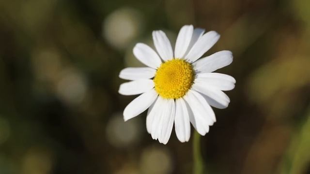 Gratitude Meditation ❤️️ 21 Day Transformation ❤️️ 432 HZ