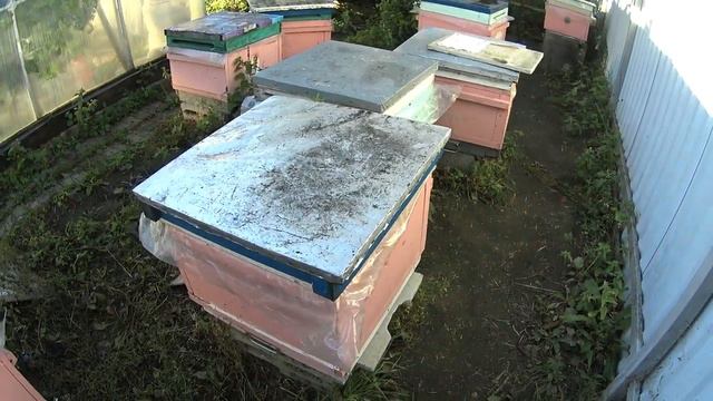 Клещ Варроа в разных системах пчеловодства смотреть онлайн
