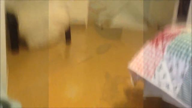 Настоящий верный друг смотреть онлайн