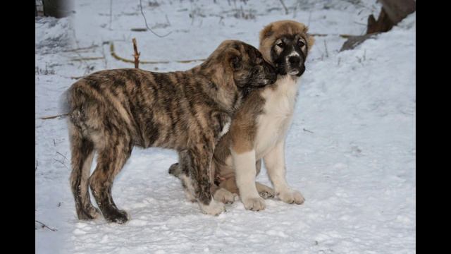 Наши щенки САО (алабаи, тобеты) смотреть онлайн
