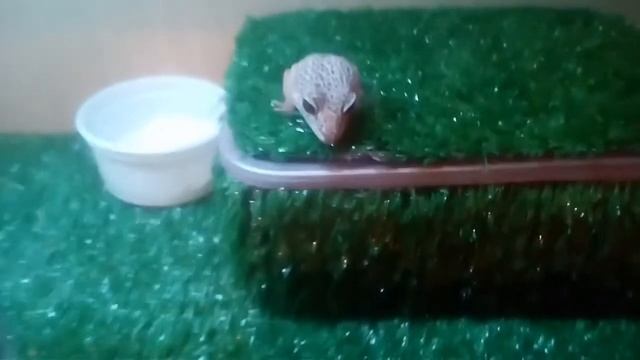 Знакомство с новорожденным Эублефаром. Он на меня кричит))) смотреть онлайн