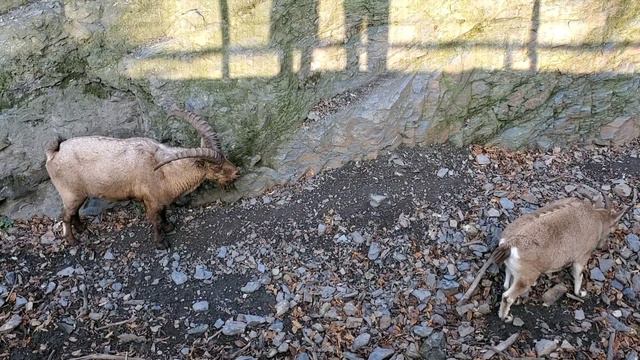 Кавказский горный козёл смотреть онлайн