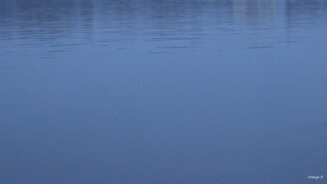 Весенняя плотва. Рыбалка в Киеве на набережной. Открытие поплавочной ловли. смотреть онлайн