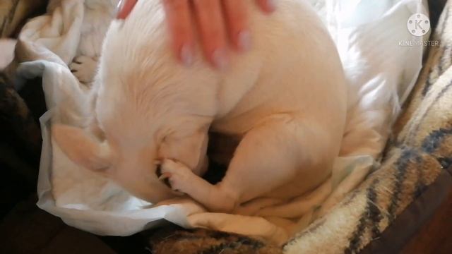 Чихуахуа, первые роды.