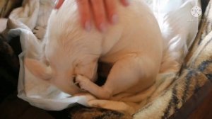 Чихуахуа, первые роды.