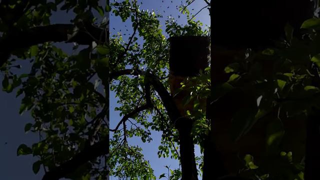 Поймал Пчелиный Рой, Первый Рой 2020, Секреты Ловли Роёв, Матка(Королева). смотреть онлайн