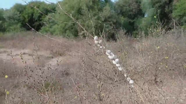 Улитки "растут" на кустах!
Турция, Сиде. сентябрь 2022