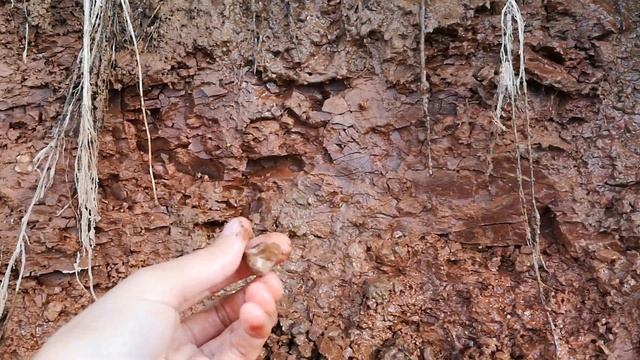 Глиняные камни из "Красной-приозёрной" глины и нахождение глины под слоем от Ахмадеевой Индиры смотреть онлайн