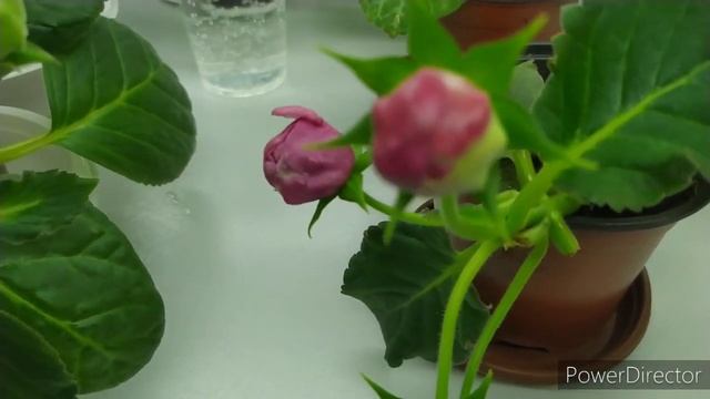 СВИСАЮЩИЕ СОРТА ГЛОКСИНИЙ, ЦВЕТЕНИЕ смотреть онлайн