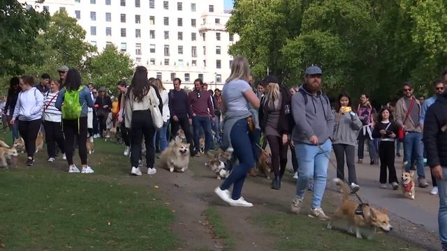 Dozens of Corgis Pay Tribute to Late Queen With Parade смотреть онлайн