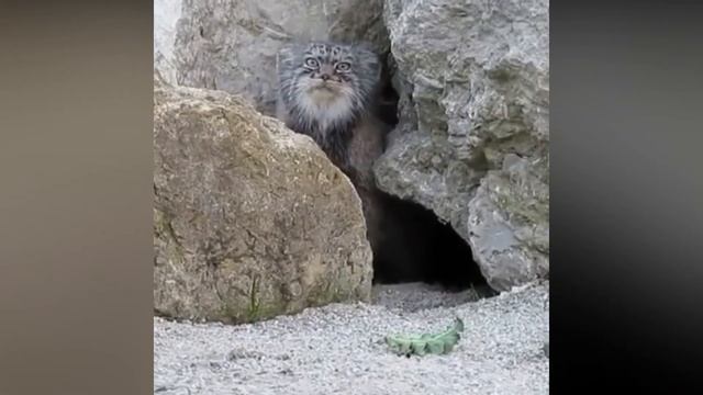 Gato-de-pallas siberiano, pelagem mais fofa entre os felinos! смотреть онлайн